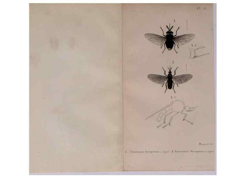 Reproducción/Reproduction 48641474693: Diptères exotiques nouveaux ou peu connus. Paris :Roret,1838-[43]. 