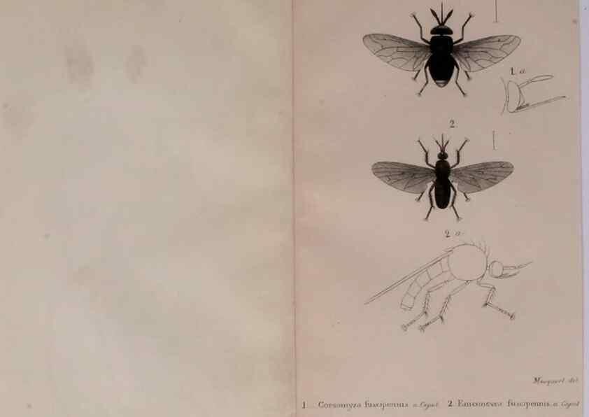 Reproducción/Reproduction 48641474693: Diptères exotiques nouveaux ou peu connus. Paris :Roret,1838-[43]. 