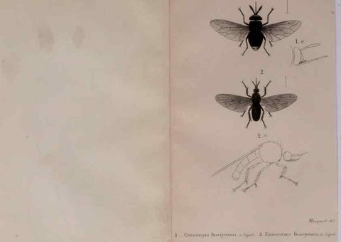 Reproducción/Reproduction 48641474693: Diptères exotiques nouveaux ou peu connus. Paris :Roret,1838-[43]. 