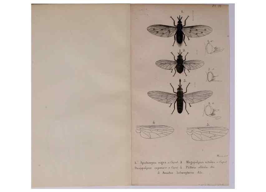 Reproducción/Reproduction 48641826801: Diptères exotiques nouveaux ou peu connus. Paris :Roret,1838-[43]. 
