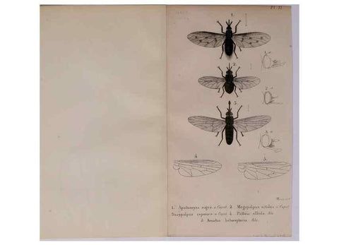 Reproducción/Reproduction 48641826801: Diptères exotiques nouveaux ou peu connus. Paris :Roret,1838-[43]. 