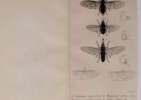 Reproducción/Reproduction 48641826801: Diptères exotiques nouveaux ou peu connus. Paris :Roret,1838-[43]. 