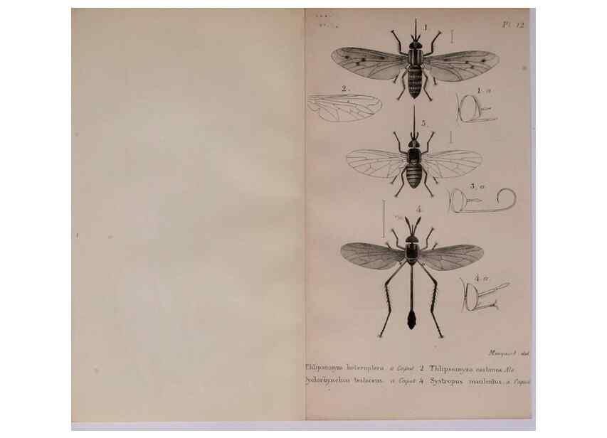 Reproducción/Reproduction 48641827006: Diptères exotiques nouveaux ou peu connus. Paris :Roret,1838-[43]. 