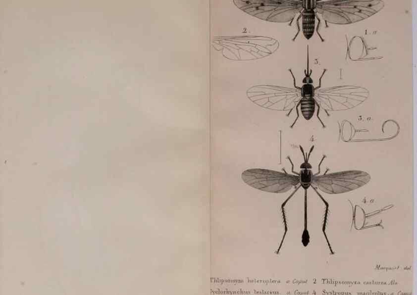 Reproducción/Reproduction 48641827006: Diptères exotiques nouveaux ou peu connus. Paris :Roret,1838-[43]. 