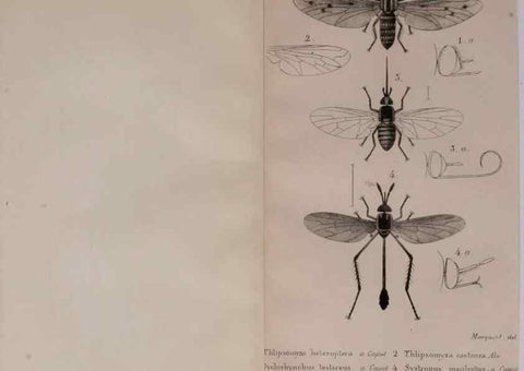 Reproducción/Reproduction 48641827006: Diptères exotiques nouveaux ou peu connus. Paris :Roret,1838-[43]. 