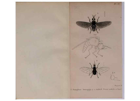 Reproducción/Reproduction 48641475243: Diptères exotiques nouveaux ou peu connus. Paris :Roret,1838-[43]. 