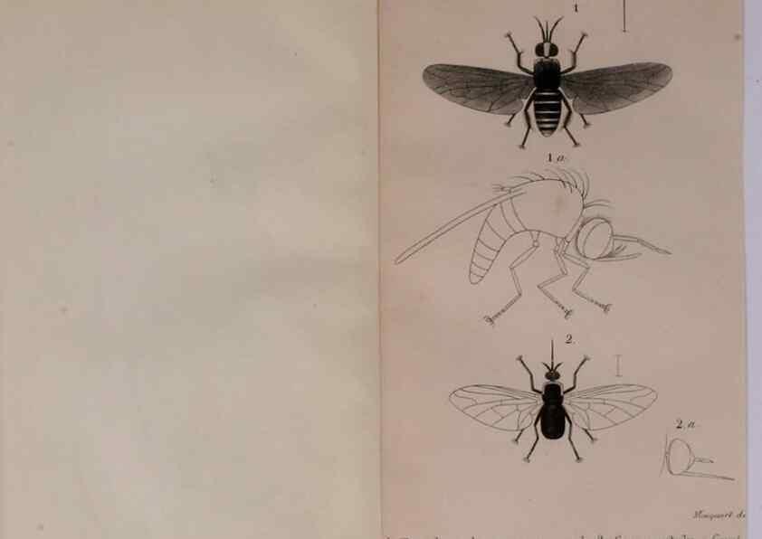 Reproducción/Reproduction 48641475243: Diptères exotiques nouveaux ou peu connus. Paris :Roret,1838-[43]. 