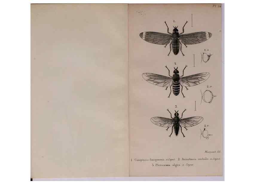 Reproducción/Reproduction 48641970087: Diptères exotiques nouveaux ou peu connus. Paris :Roret,1838-[43]. 