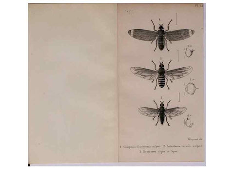 Reproducción/Reproduction 48641970087: Diptères exotiques nouveaux ou peu connus. Paris :Roret,1838-[43]. 