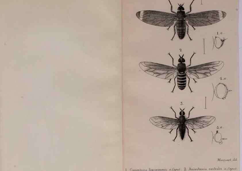 Reproducción/Reproduction 48641970087: Diptères exotiques nouveaux ou peu connus. Paris :Roret,1838-[43]. 