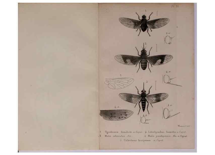Reproducción/Reproduction 48641970322: Diptères exotiques nouveaux ou peu connus. Paris :Roret,1838-[43]. 
