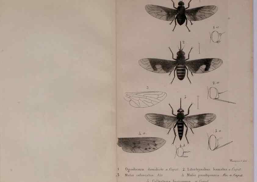 Reproducción/Reproduction 48641970322: Diptères exotiques nouveaux ou peu connus. Paris :Roret,1838-[43]. 