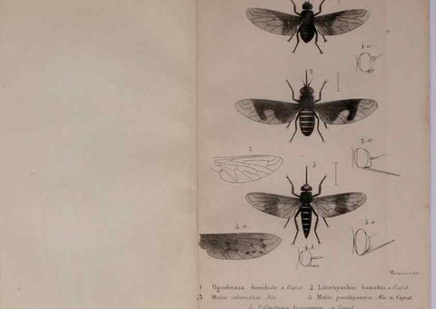 Reproducción/Reproduction 48641970322: Diptères exotiques nouveaux ou peu connus. Paris :Roret,1838-[43]. 