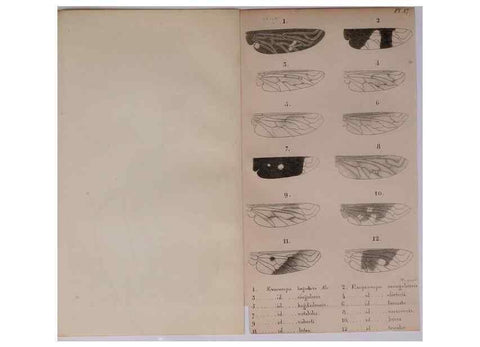 Reproducción/Reproduction 48641828071: Diptères exotiques nouveaux ou peu connus. Paris :Roret,1838-[43]. 