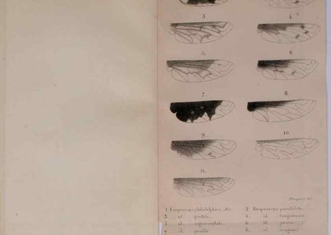 Reproducción/Reproduction 48641476468: Diptères exotiques nouveaux ou peu connus. Paris :Roret,1838-[43]. 