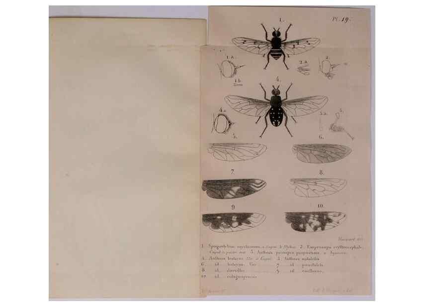 Reproducción/Reproduction 48641971402: Diptères exotiques nouveaux ou peu connus. Paris :Roret,1838-[43]. 