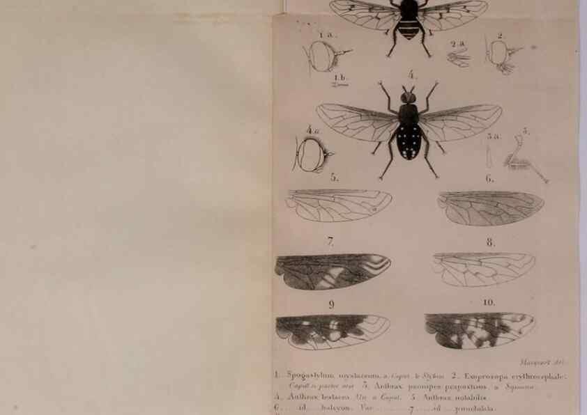 Reproducción/Reproduction 48641971402: Diptères exotiques nouveaux ou peu connus. Paris :Roret,1838-[43]. 