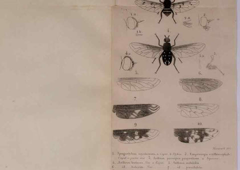 Reproducción/Reproduction 48641971402: Diptères exotiques nouveaux ou peu connus. Paris :Roret,1838-[43]. 
