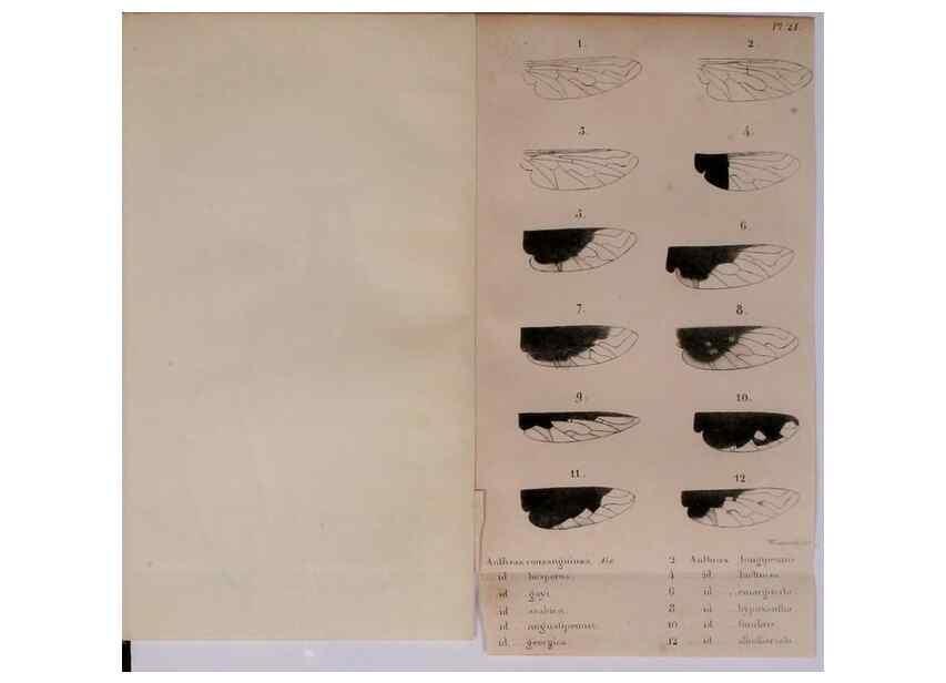 Reproducción/Reproduction 48641477148: Diptères exotiques nouveaux ou peu connus. Paris :Roret,1838-[43]. 