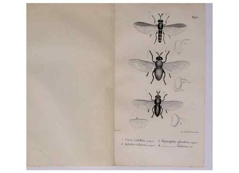 Reproducción/Reproduction 48641829366: Diptères exotiques nouveaux ou peu connus. Paris :Roret,1838-[43]. 