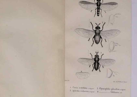 Reproducción/Reproduction 48641829366: Diptères exotiques nouveaux ou peu connus. Paris :Roret,1838-[43]. 