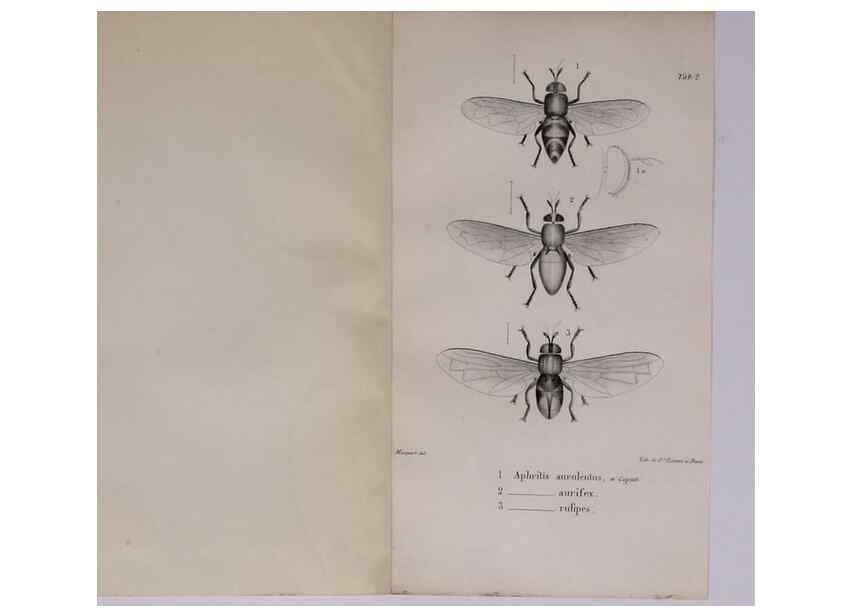 Reproducción/Reproduction 48641972232: Diptères exotiques nouveaux ou peu connus. Paris :Roret,1838-[43]. 