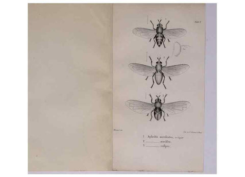 Reproducción/Reproduction 48641972232: Diptères exotiques nouveaux ou peu connus. Paris :Roret,1838-[43]. 