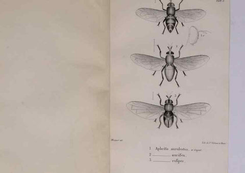 Reproducción/Reproduction 48641972232: Diptères exotiques nouveaux ou peu connus. Paris :Roret,1838-[43]. 