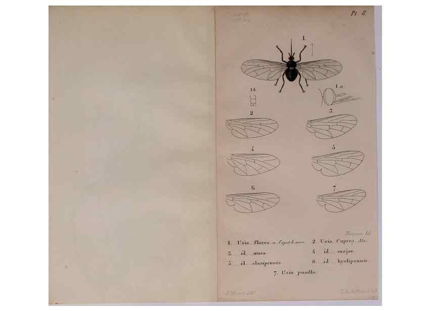 Reproducción/Reproduction 48641474278: Diptères exotiques nouveaux ou peu connus. Paris :Roret,1838-[43]. 