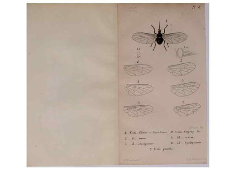 Reproducción/Reproduction 48641474278: Diptères exotiques nouveaux ou peu connus. Paris :Roret,1838-[43]. 