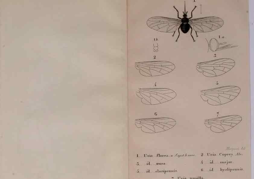 Reproducción/Reproduction 48641474278: Diptères exotiques nouveaux ou peu connus. Paris :Roret,1838-[43]. 