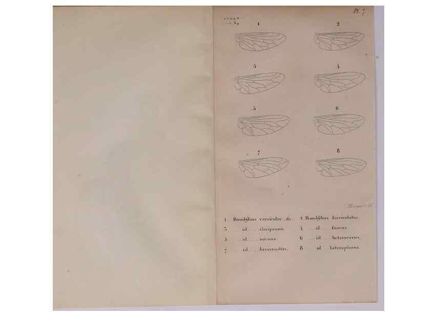 Reproducción/Reproduction 48641825966: Diptères exotiques nouveaux ou peu connus. Paris :Roret,1838-[43]. 