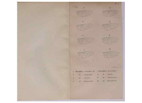 Reproducción/Reproduction 48641825966: Diptères exotiques nouveaux ou peu connus. Paris :Roret,1838-[43]. 