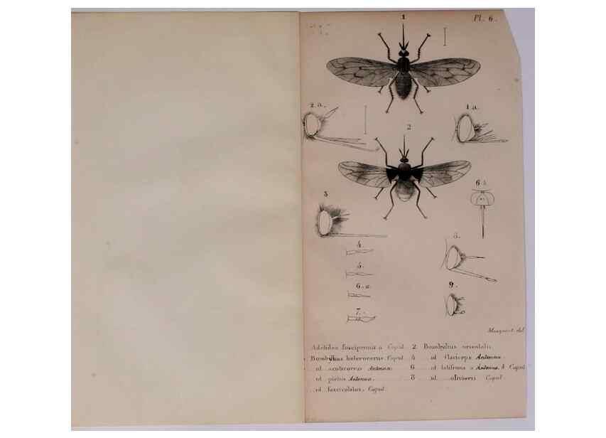 Reproducción/Reproduction 48641473818: Diptères exotiques nouveaux ou peu connus. Paris :Roret,1838-[43]. 