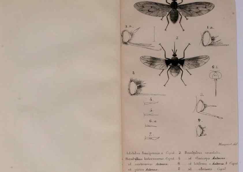 Reproducción/Reproduction 48641473818: Diptères exotiques nouveaux ou peu connus. Paris :Roret,1838-[43]. 