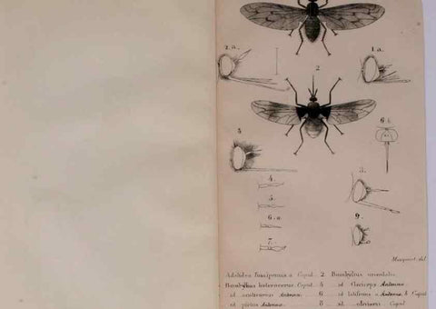 Reproducción/Reproduction 48641473818: Diptères exotiques nouveaux ou peu connus. Paris :Roret,1838-[43]. 