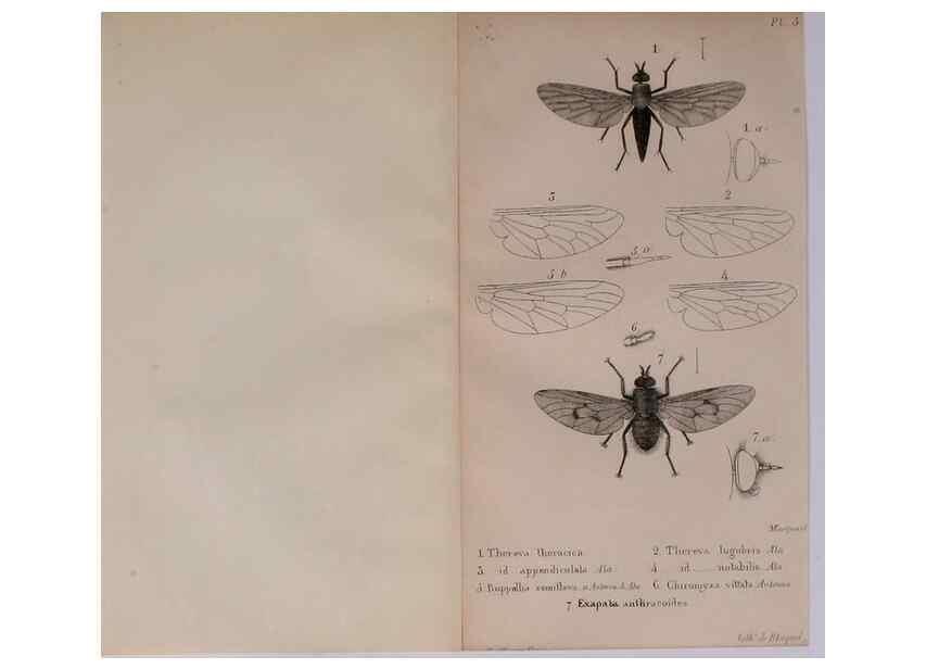 Reproducción/Reproduction 48641473458: Diptères exotiques nouveaux ou peu connus. Paris :Roret,1838-[43]. 