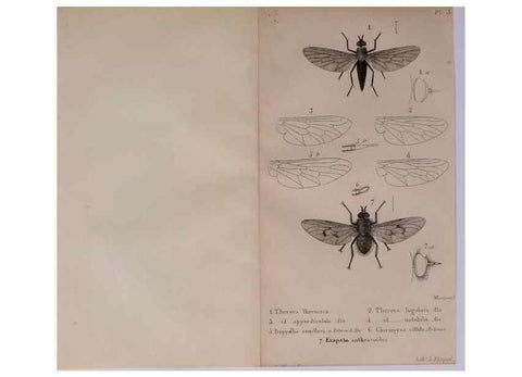 Reproducción/Reproduction 48641473458: Diptères exotiques nouveaux ou peu connus. Paris :Roret,1838-[43]. 