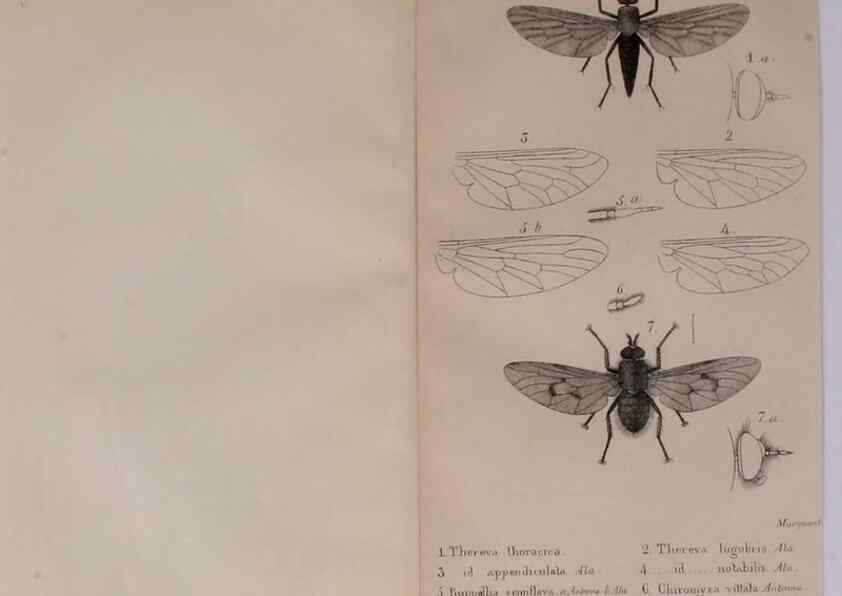 Reproducción/Reproduction 48641473458: Diptères exotiques nouveaux ou peu connus. Paris :Roret,1838-[43]. 
