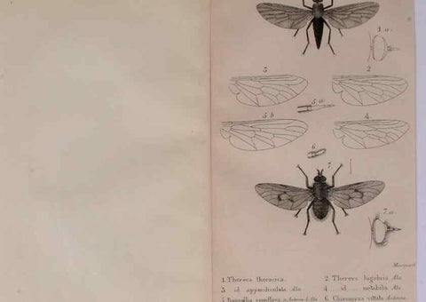 Reproducción/Reproduction 48641473458: Diptères exotiques nouveaux ou peu connus. Paris :Roret,1838-[43]. 