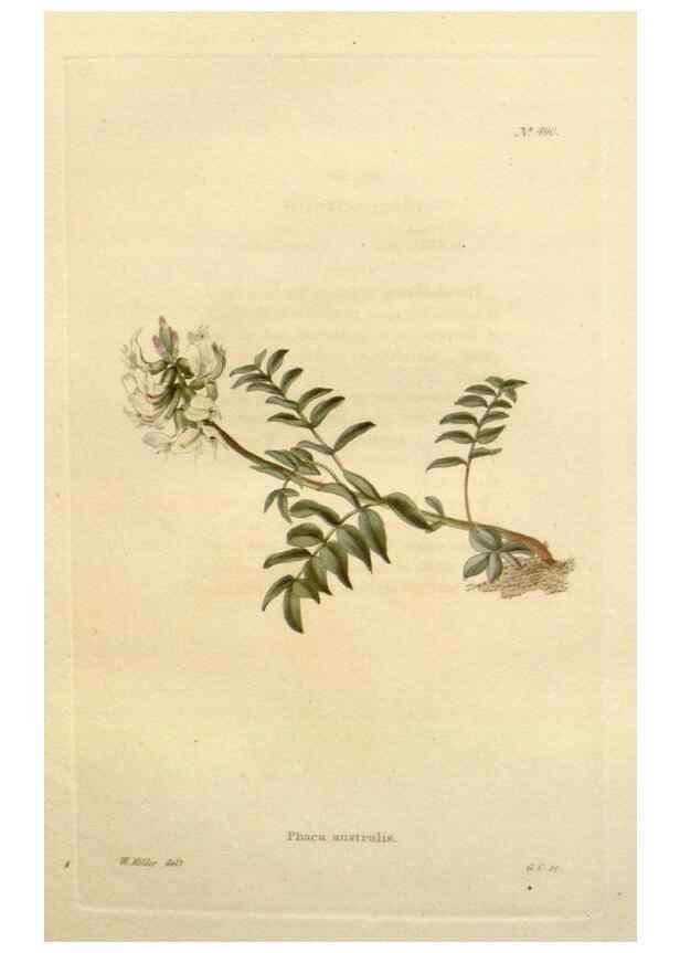 Reproducción/Reproduction 48637453826: The botanical cabinet. London :John & Arthur Arch ...,1817-1833.. 