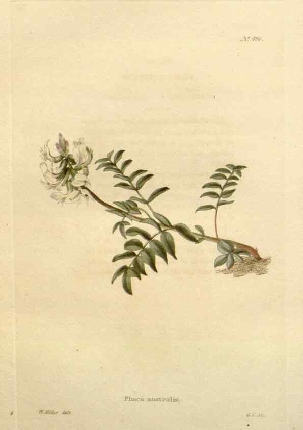 Reproducción/Reproduction 48637453826: The botanical cabinet. London :John & Arthur Arch ...,1817-1833.. 