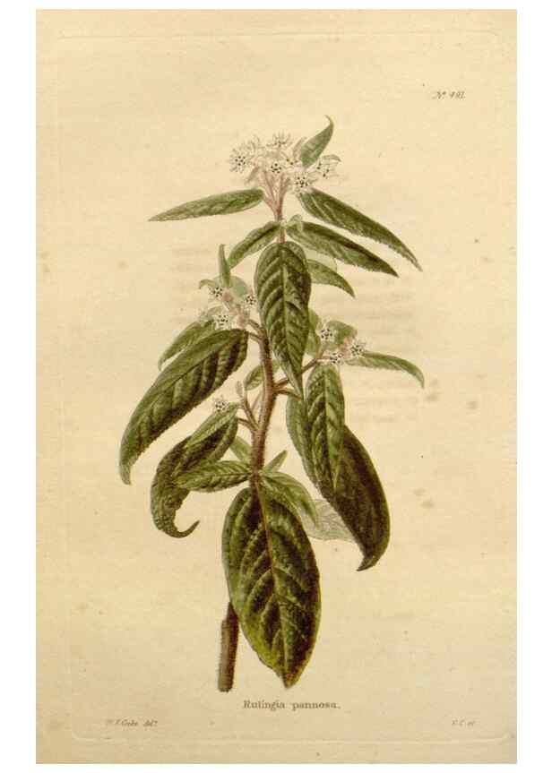 Reproducción/Reproduction 48637454141: The botanical cabinet. London :John & Arthur Arch ...,1817-1833.. 