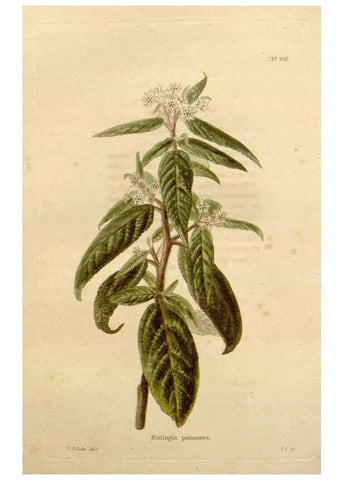 Reproducción/Reproduction 48637454141: The botanical cabinet. London :John & Arthur Arch ...,1817-1833.. 