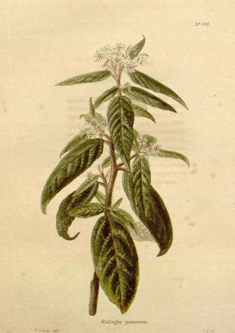 Reproducción/Reproduction 48637454141: The botanical cabinet. London :John & Arthur Arch ...,1817-1833.. 