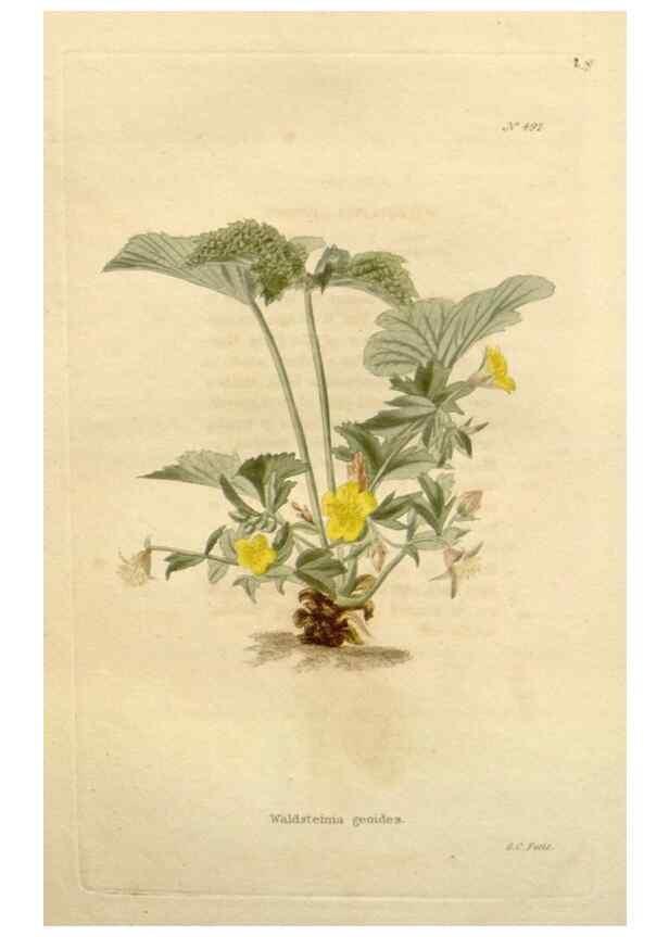 Reproducción/Reproduction 48637596462: The botanical cabinet. London :John & Arthur Arch ...,1817-1833.. 