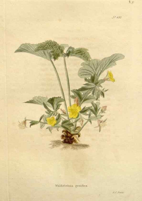 Reproducción/Reproduction 48637596462: The botanical cabinet. London :John & Arthur Arch ...,1817-1833.. 