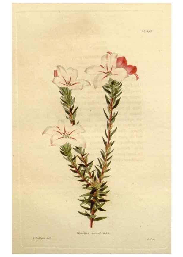 Reproducción/Reproduction 48637102483: The botanical cabinet. London :John & Arthur Arch ...,1817-1833.. 