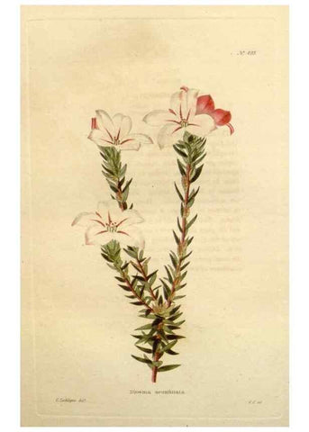 Reproducción/Reproduction 48637102483: The botanical cabinet. London :John & Arthur Arch ...,1817-1833.. 
