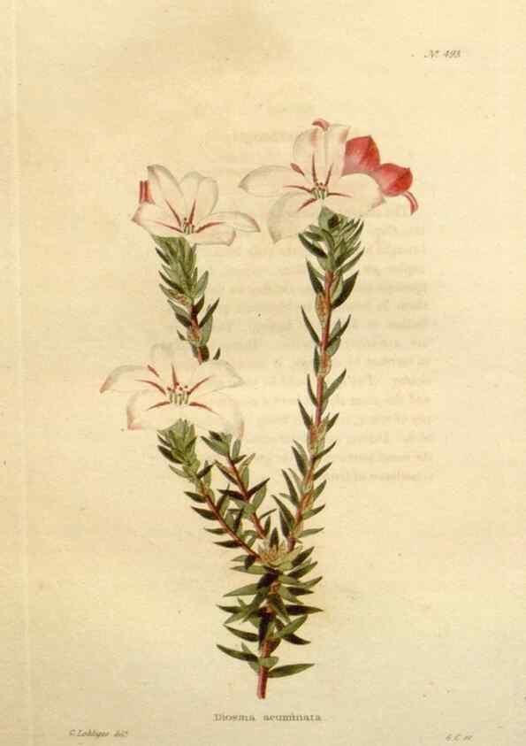 Reproducción/Reproduction 48637102483: The botanical cabinet. London :John & Arthur Arch ...,1817-1833.. 